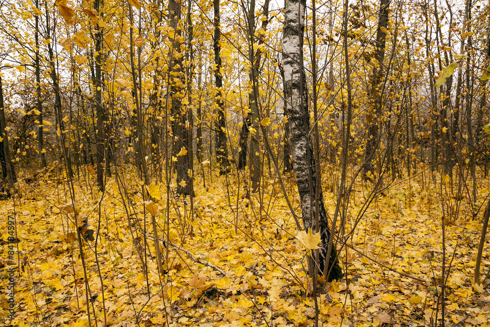 the autumn wood the autumn wood