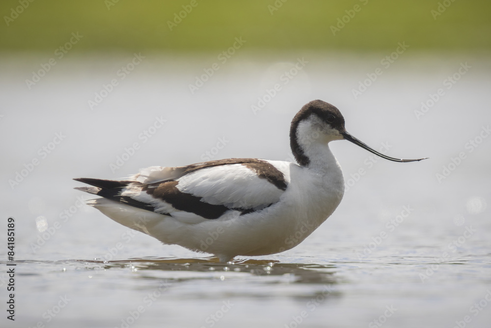 Pied Avocet Pied Avocet