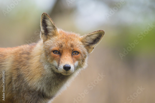 Wild red fox cub portrait