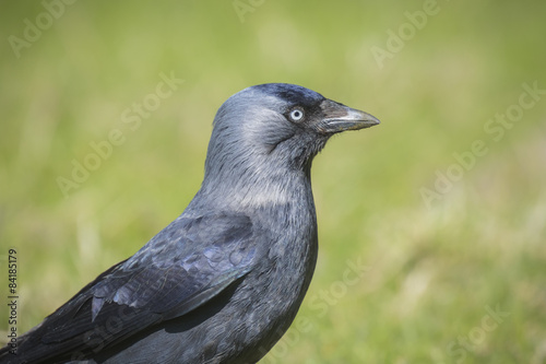 Black bird on grass © Sander Meertins
