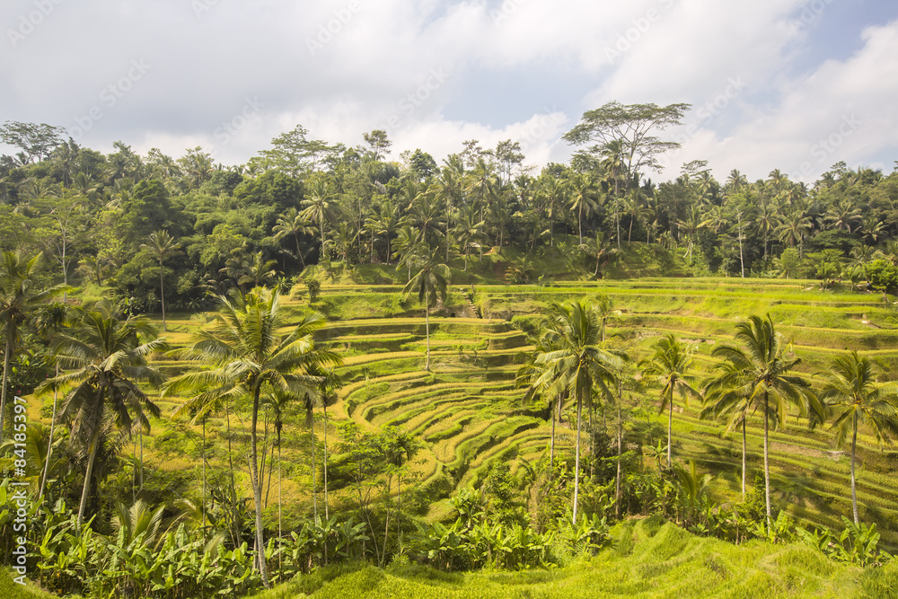 Obraz premium terraced paddy fields, Bali, Indonesia