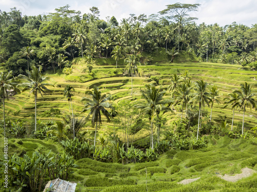 terraced paddy fields, Bali, Indonesia