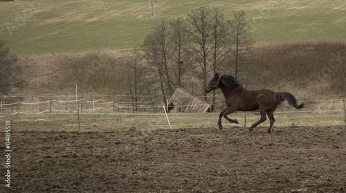 Horse galopping in hopscotch rural photo