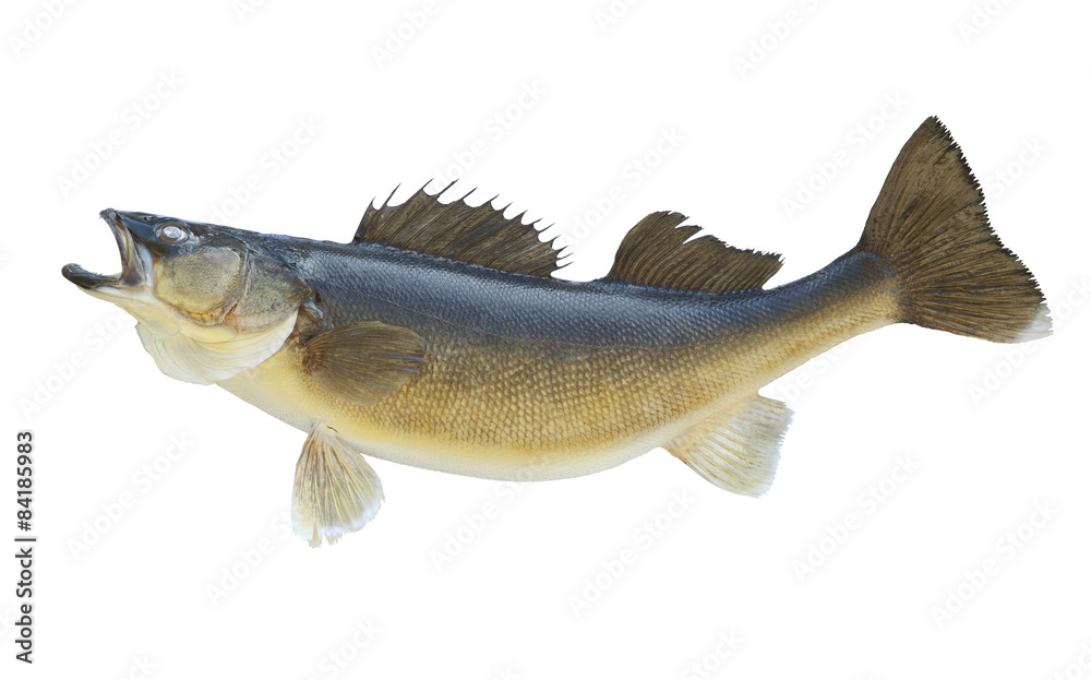 Naklejka premium Nice walleye isolated on a white background