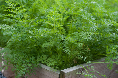 Picture of young carrot plants in a vegetable garden