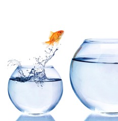 Jumping, Goldfish, Fish.