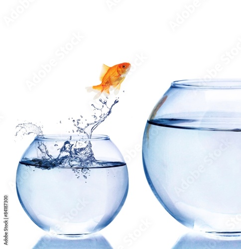 Fotografia Jumping, Goldfish, Fish.