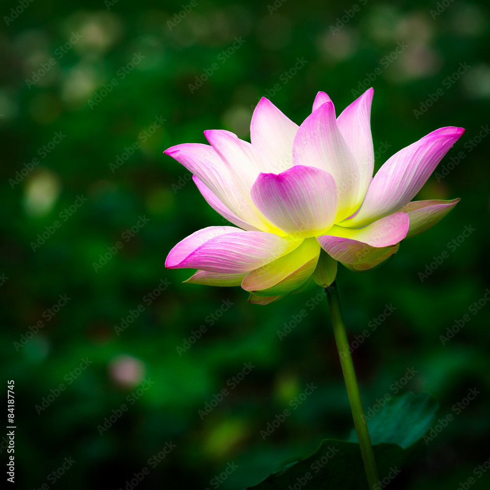 Beautiful pink lotus flower