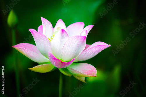 Beautiful pink lotus flower