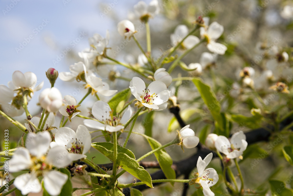 Fototapeta premium apple-tree flowers 