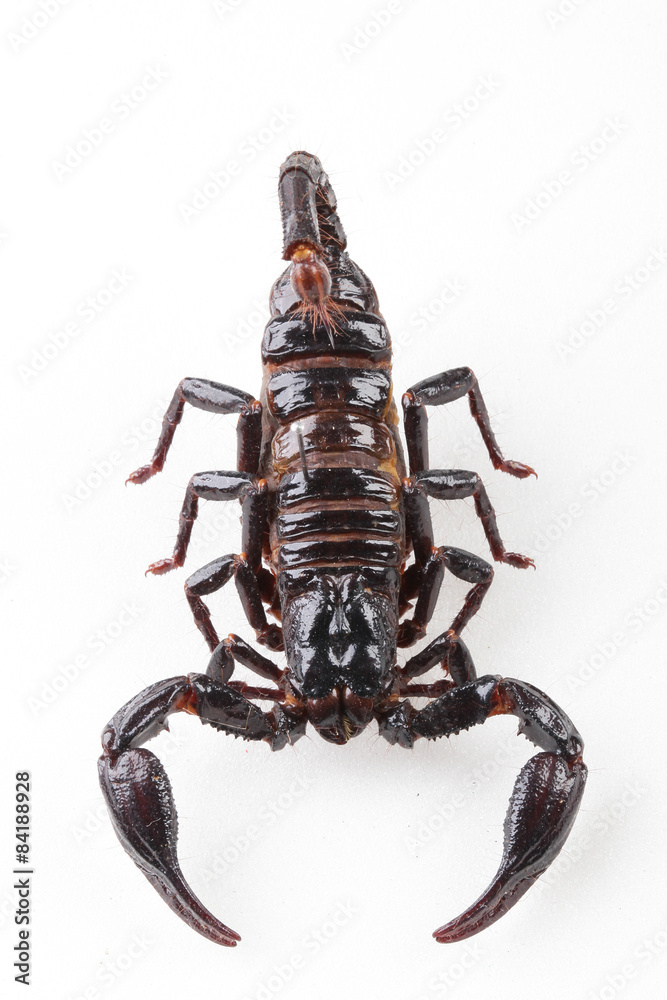 The mysterious world of insects The mysterious world of insects
