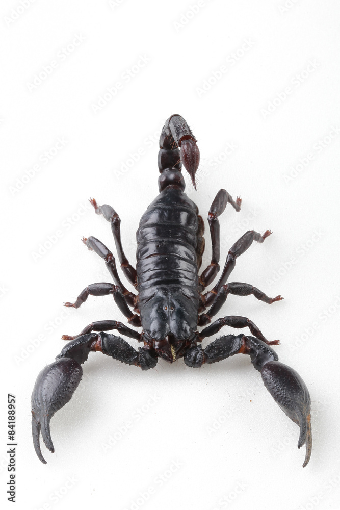 The mysterious world of insects The mysterious world of insects