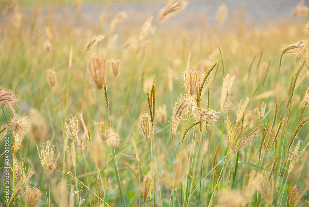 grass grass