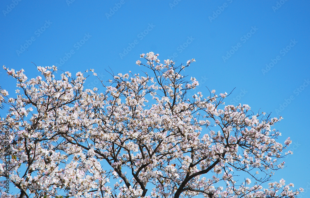 white flower on blue sky background white flower on blue sky background