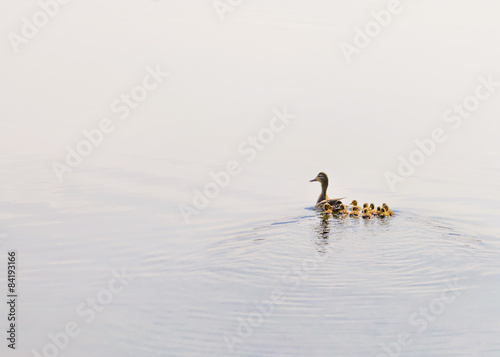 Duck and Duckling are swimming on the Dnieper river in Kiev, Ukraine. White clouds reflect in the blue water