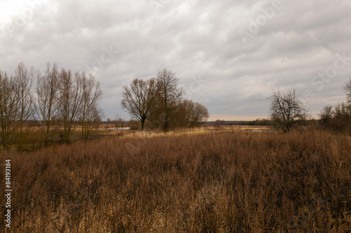  dried grass