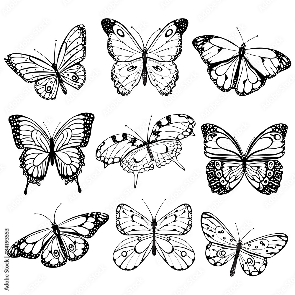 Black and white butterflies Black and white butterflies