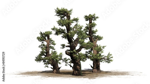 Western Juniper tree - separated on white background