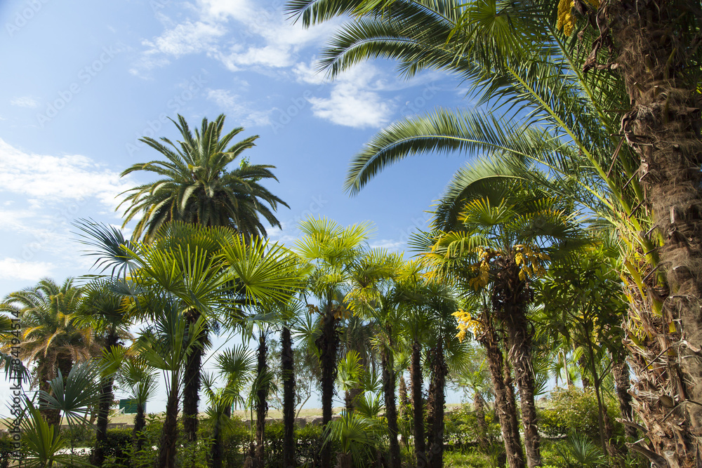 Obraz premium Palm trees in park