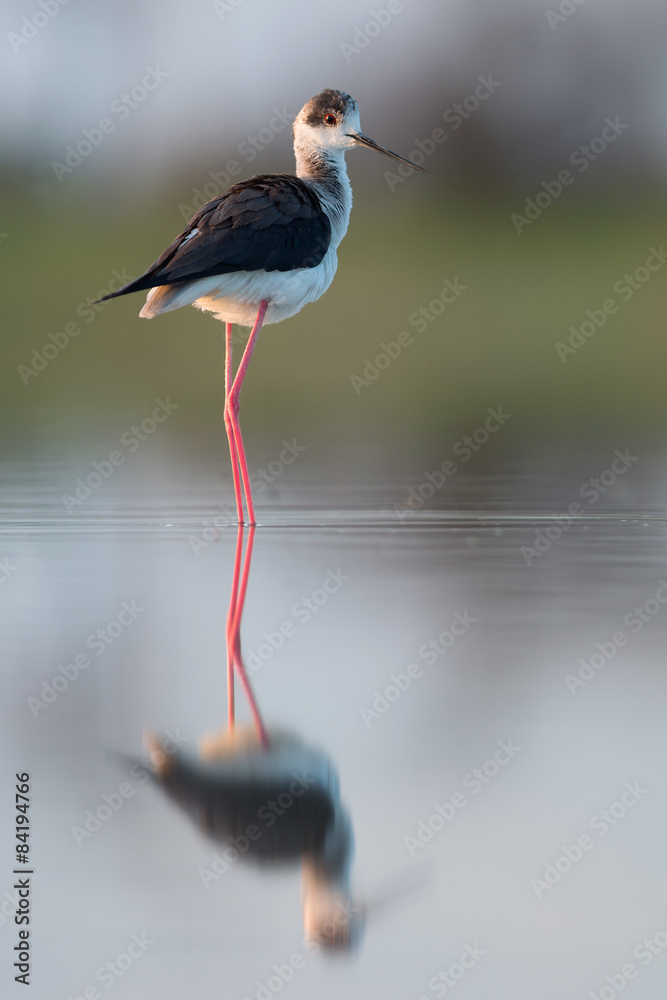 Obraz premium Black-winged Stilt