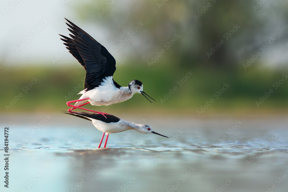 Obraz premium Black-winged stilts mating
