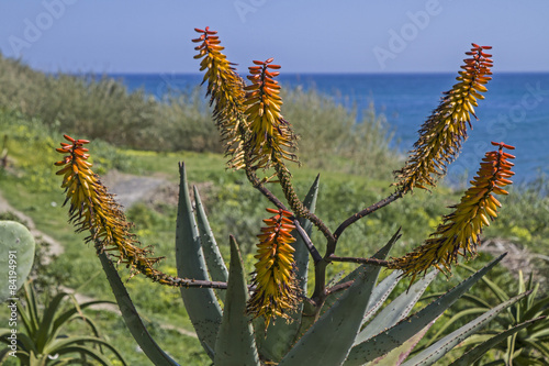 Kakteenpracht an der Riviera