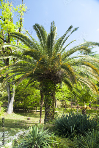 Palm trees in park
