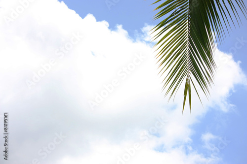 Palm, leaf, sky, Summer, vacation, blue, tropical © Solaris