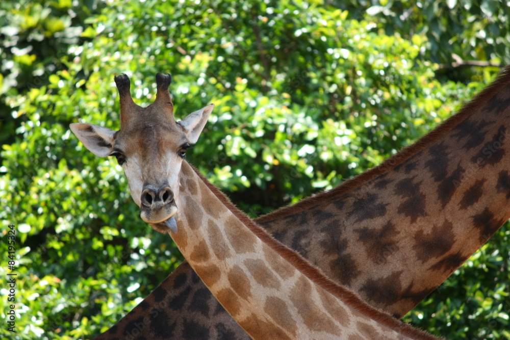 Giraffe, tall, trees, green, zoo, wildlife Giraffe, tall, trees, green, zoo, wildlife