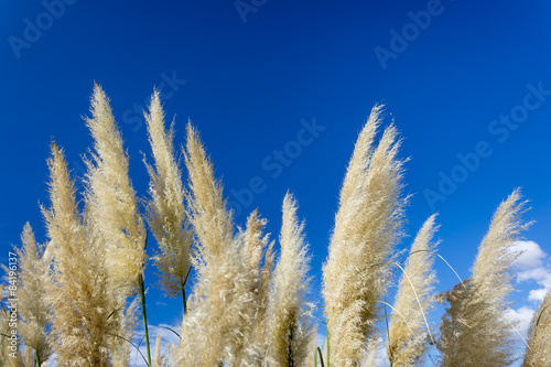 Reeds With Blue Sky