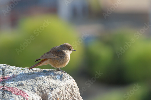 The Black Redstarts Female, Little bird with morning light.