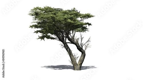 Monterey cypress tree  - isolated on white background photo