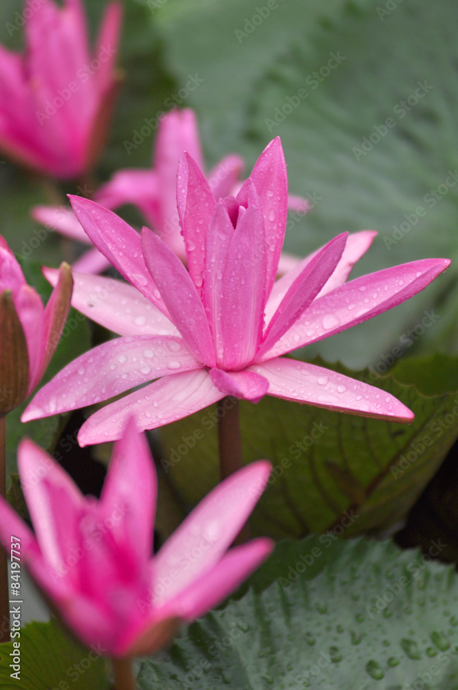 pink lotus on green background