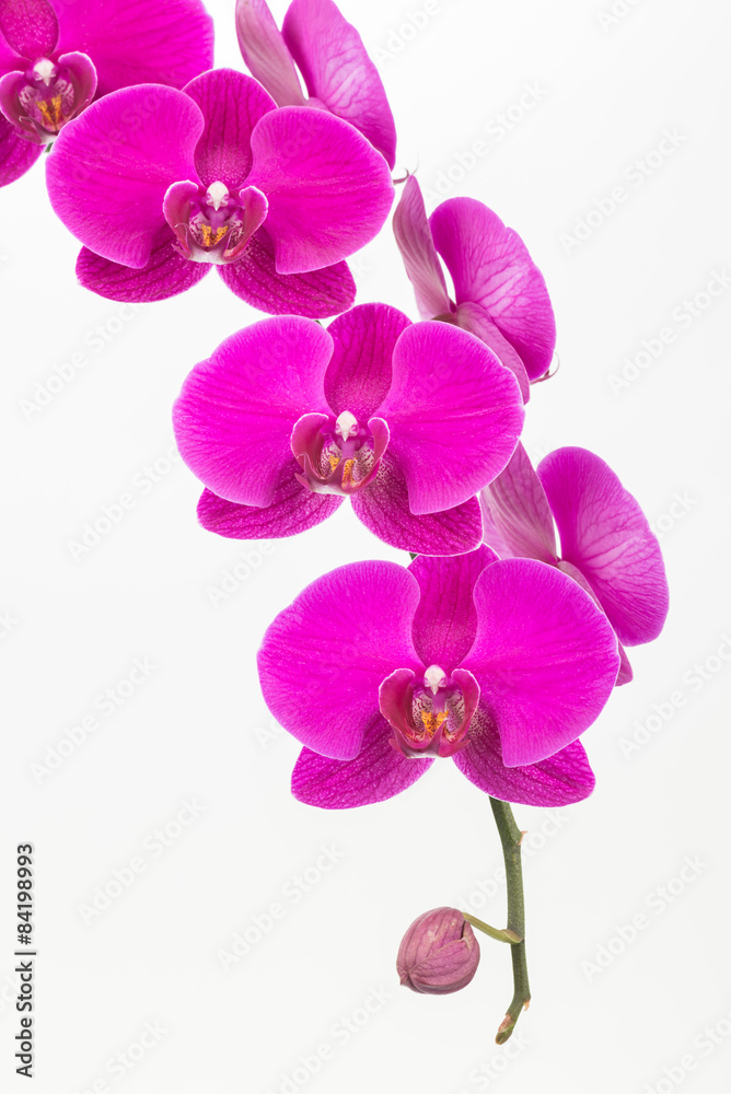 Purple Moth orchids close up Purple Moth orchids close up