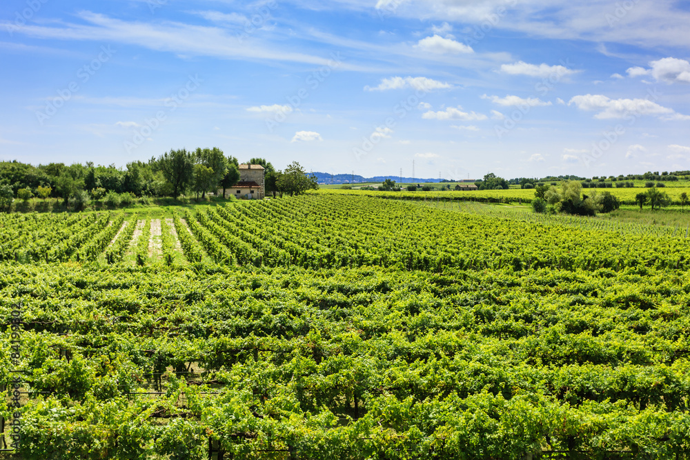 Green vineyard under blue sky