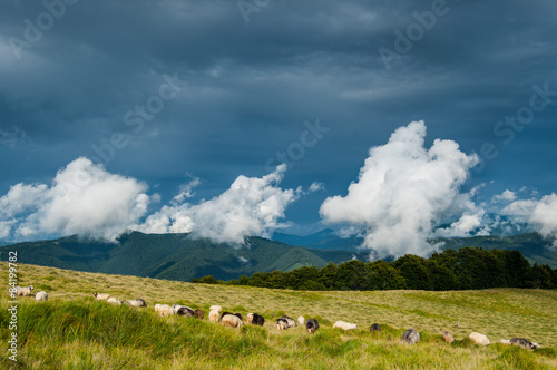 Sheep pasture in Carpathian mountains
