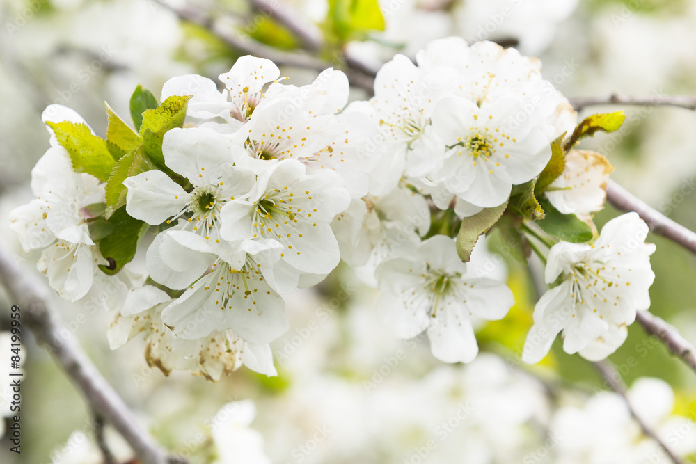 white cherry blossom close-up