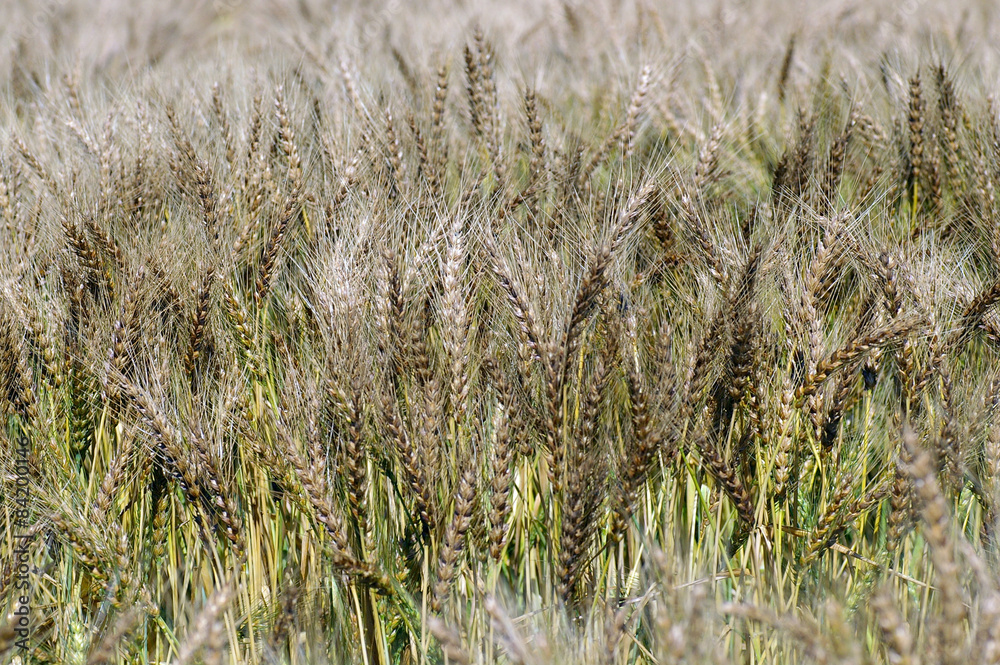 Fototapeta premium 麦畑