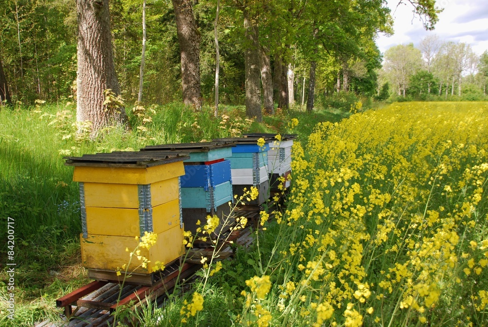 Naklejka premium Wooden beehives on oilseed meadow 