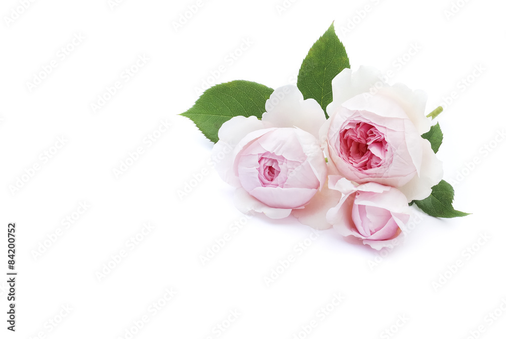 Fototapeta premium Rosen