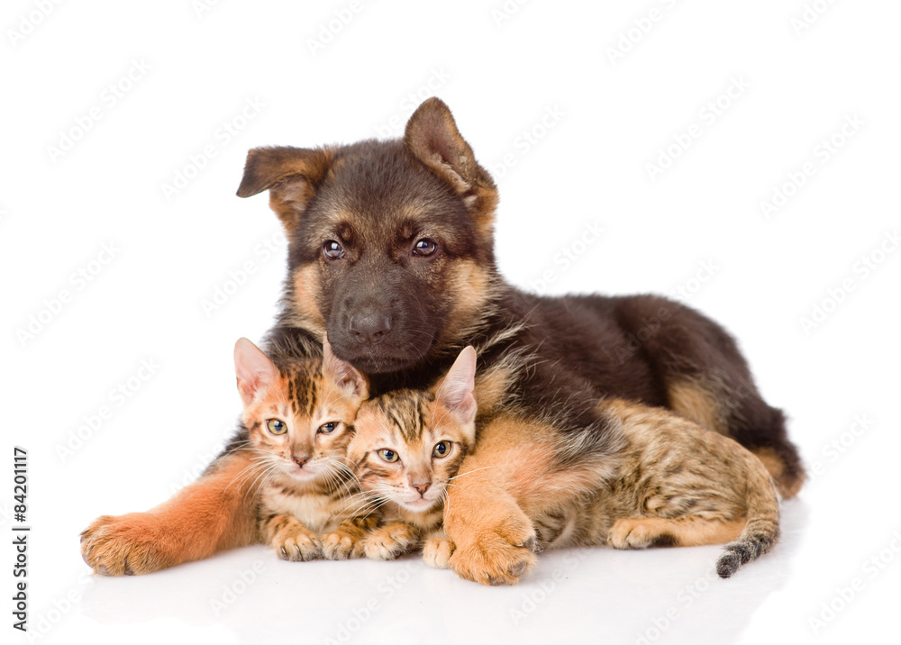 puppy dog embracing little kittens. isolated on white background puppy dog embracing little kittens. isolated on white background