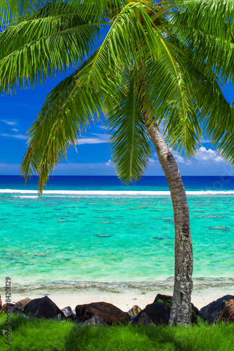 Single palm tree on amazing tropical beach on Rarotonga
