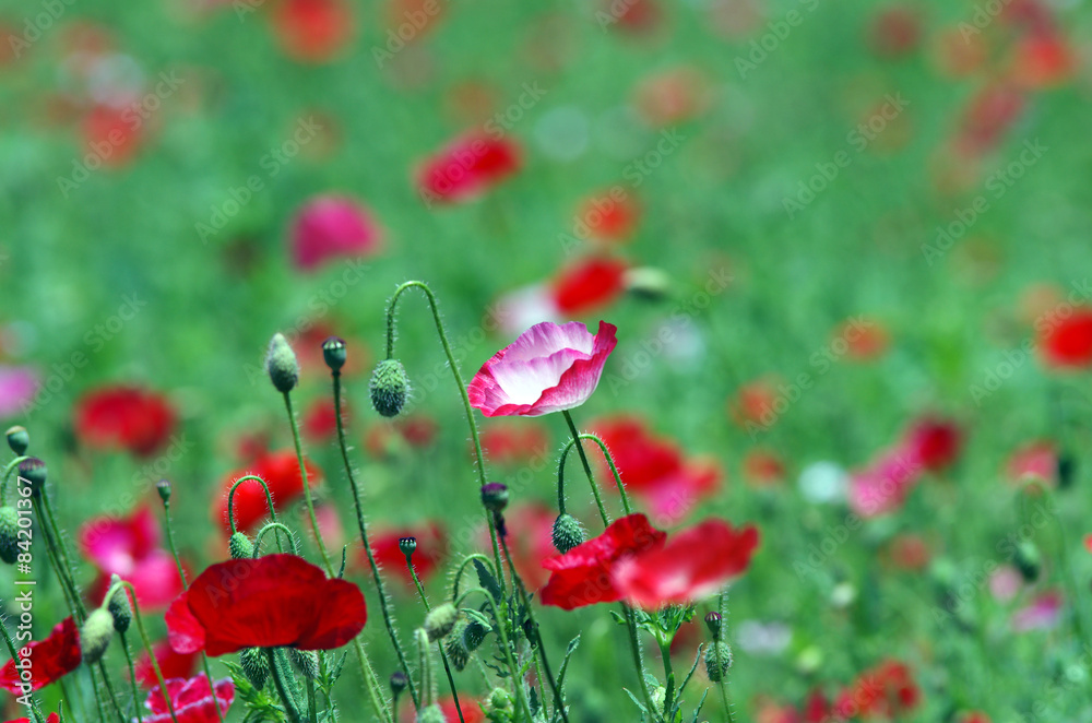 Obraz premium ポピー