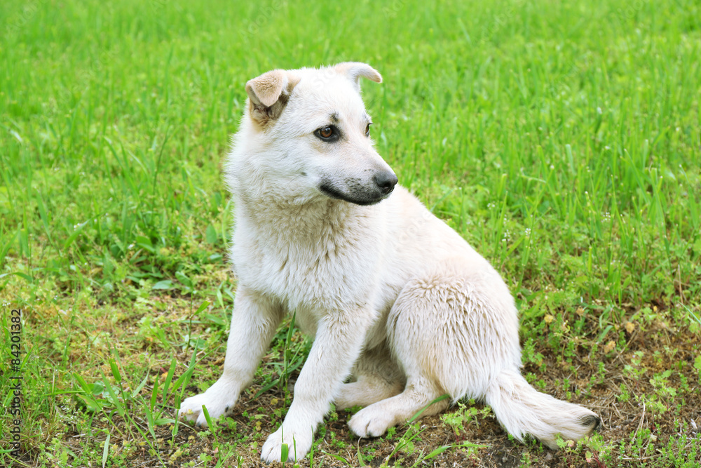 White stray dog over green grass background