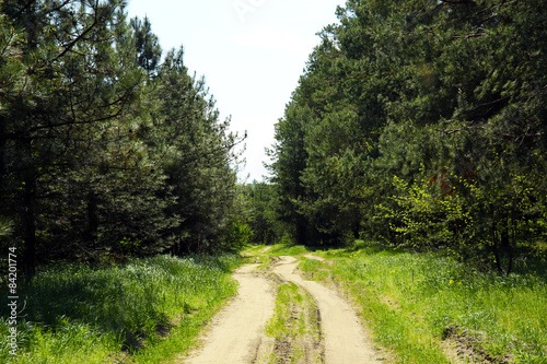 Rolled trail in forest grove