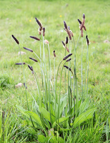 Ribwort Plantain (Plantago lanceolata)