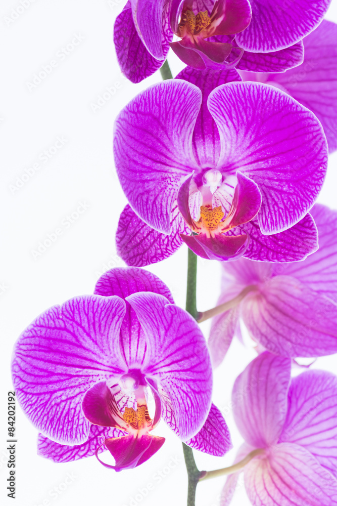 White and purple Phalaenopsis orchids close-up White and purple Phalaenopsis orchids close-up
