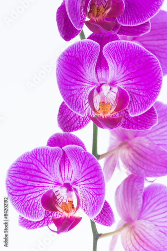 White and purple Phalaenopsis orchids close-up