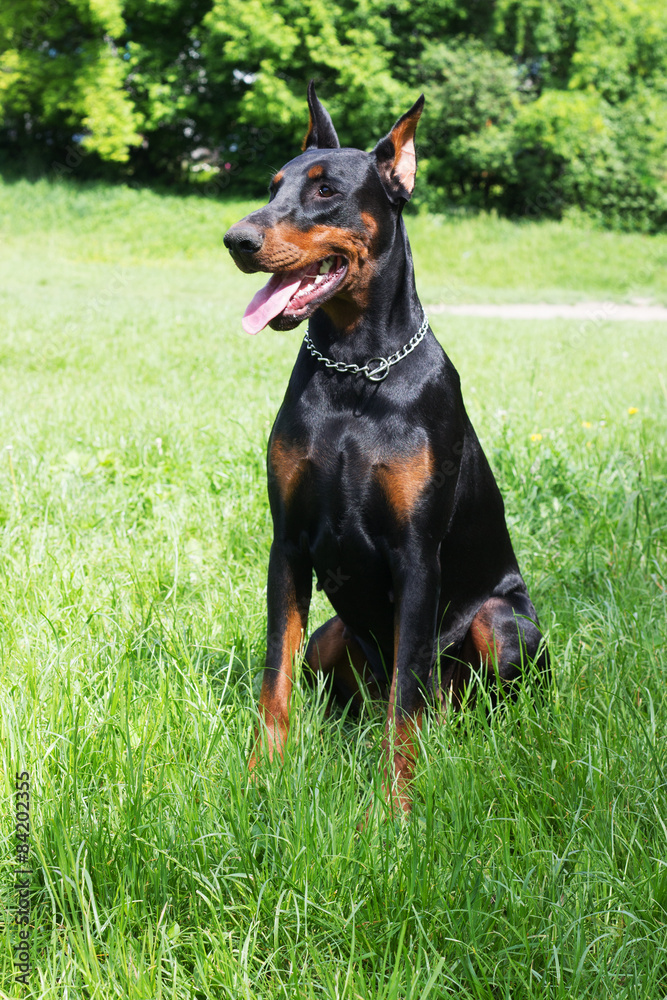 dog breed Doberman Pinscher