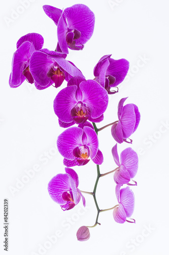 Fototapeta Naklejka Na Ścianę i Meble -  White and purple Phalaenopsis orchids 